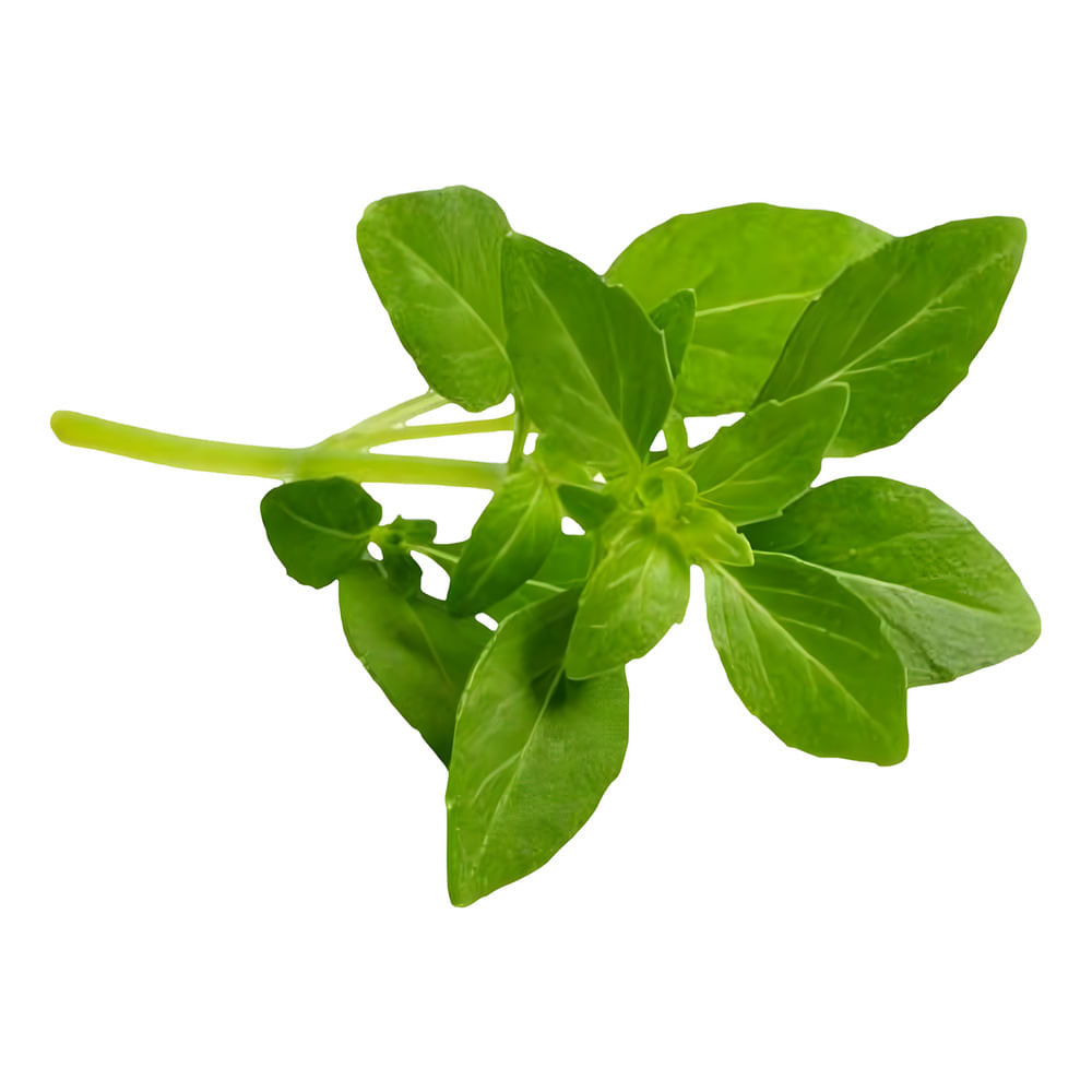 Manjericão Nature Hidropônico Unidade