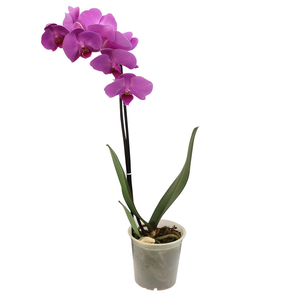 Orquídea Mix PT12